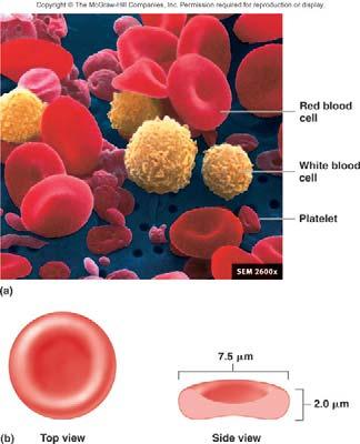 female plasma Components 1/3 Hemoglobin