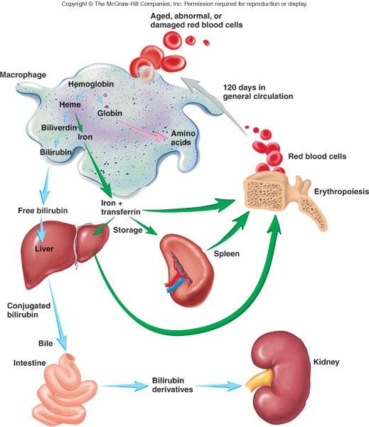Hemoglobin Breakdown 19-11 Neutrophils: after leaving bone marrow, stay in