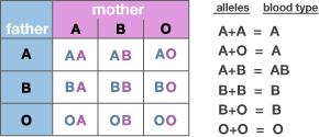 Two copies of the gene are inherited, one from each parent. A and B are CODOMINANT and O is recessive. Rh + is dominant to Rh -.