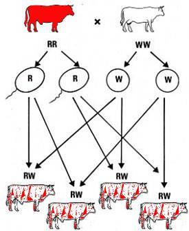 Co-dominance P RR WW Both alleles for a trait are dominant Both alleles are expressed in