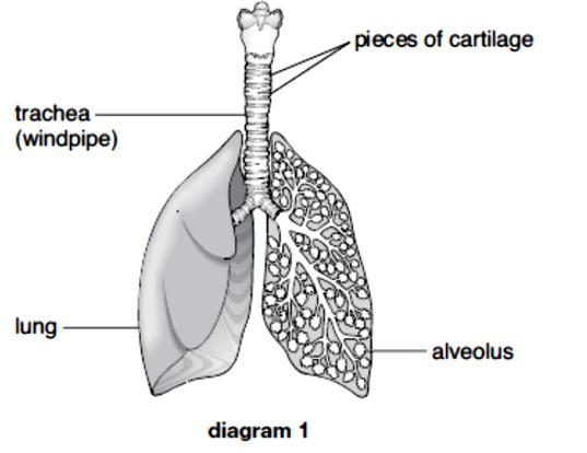 Q8. Diagram 1 below shows the lungs and the trachea, the airway leading to the lungs. One of the lungs is drawn in section.