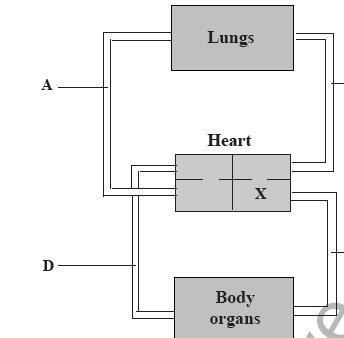 Q12.The diagram shows a plan of part of the circulation. A B D (a) Name the blood vessel labeled: (i) C... (ii) D... (iii) B... (b) Which of the four blood vessels contains most oxygen?