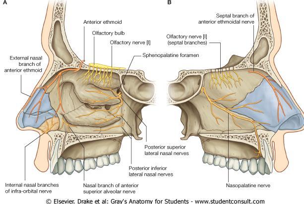 posterior ethmoidal nerve will go through the orbital cavity mainly to the ethmoidal air sinuses to supply the mucosa of ethmoidal air cell and will also go to sphenoidal air sinus.