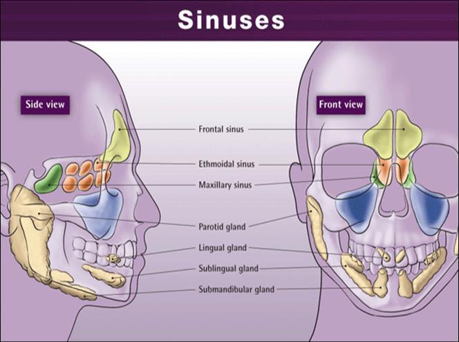 Note : the nucleus of the facial that gives the parasympathetic is found in the medulla oblongata and is known as superior salivary nucleus and for the facial specifically is the geniculate nucleus.
