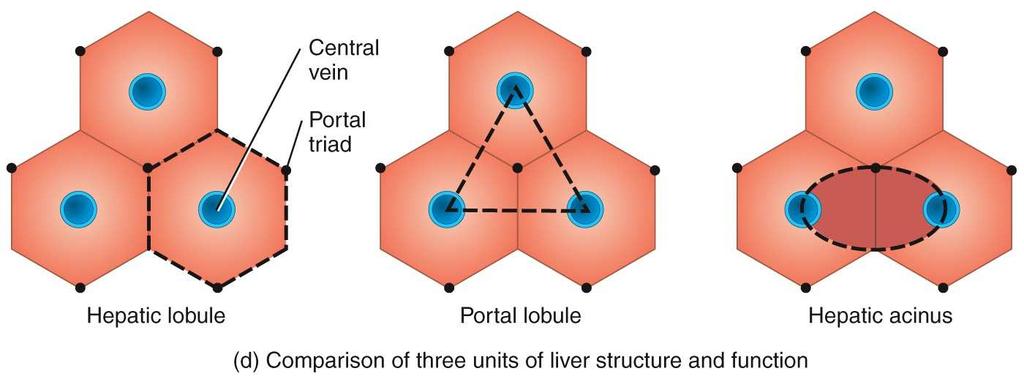 Hepatic Acinus Model of Liver