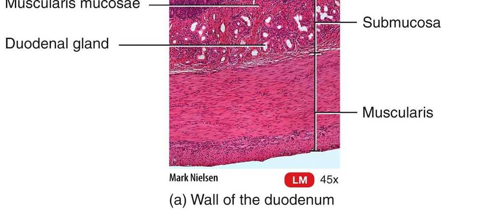 surfaces of the microvilli of absorptive cells, break down food products Wall of the Duodenum