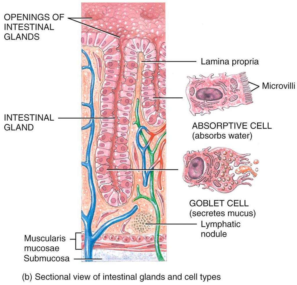 Glands and Cell Types of the Colon Wall and