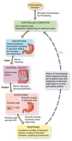 Phases of Digestion Cephalic phase Stimulates gastric secretion and motility Gastric phase Neural and hormonal mechanisms