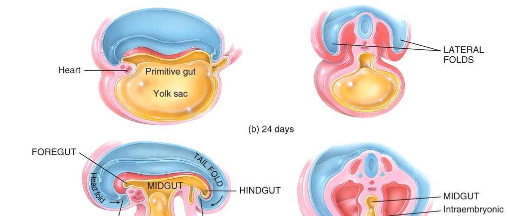 Hormonal Control of Digestion Interactions Animation: