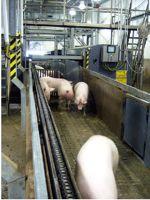 Movement of Pigs to the Stunner Auto-Gate System