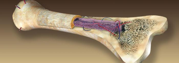 Periosteum Mineralised Marrow* Heavily innervated by nerve fibres (sympathetic and sensory)