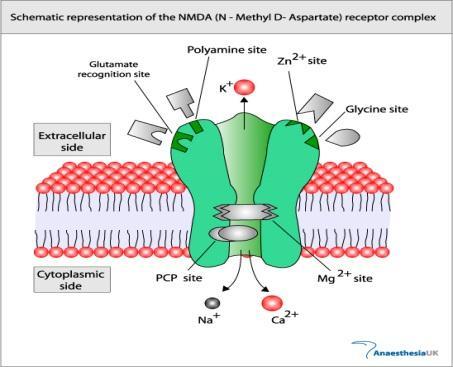 NMDA involvement NMDA receptor for glutamate most excitatory neurotransmitter in pain Receptor activation constant stimulus increased by 4-5x wind up/central