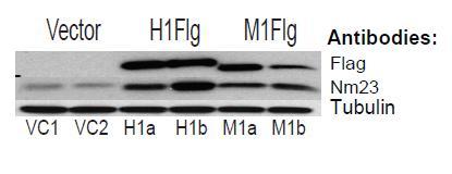 The Nm23 Metastasis Suppressor Gene
