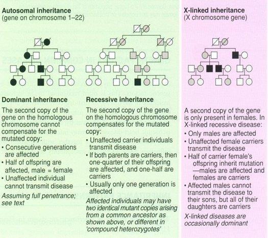 Modes of inheritance Left: single gene and Mendelian inheritance Increasing levels of complexity: Single gene and
