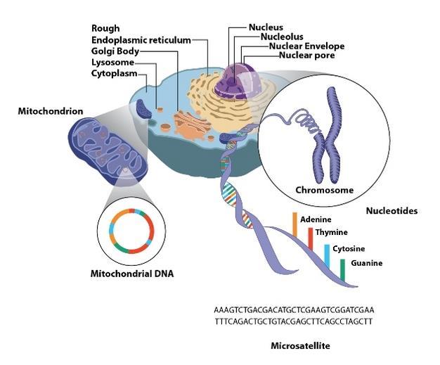 Mitochondrial DNA (http://www.nature.