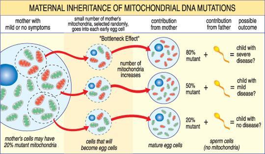 Mitochondrial DNA In humans, mitochondrial DNA can be regarded as the smallest chromosome coding for only 37 genes and containing only about 16,600 base pairs.
