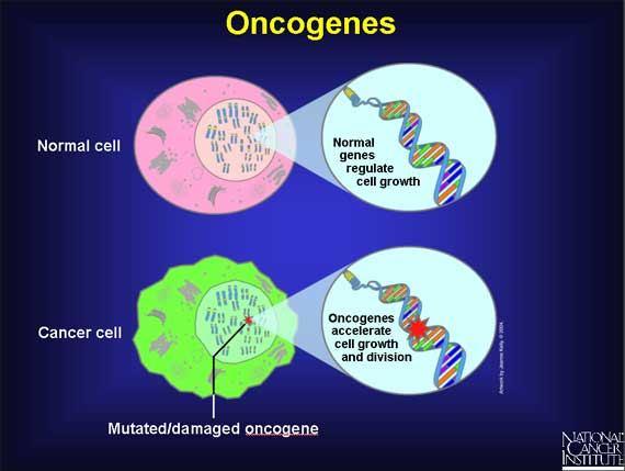 The word oncogene comes from the Greek term oncos, which means tumor.