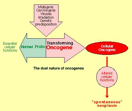 Fig. 2: The dual nature of oncogenes 4 ONCOGENES IN CANCER INITIATION AND PROGRESSION The process by which normal cells are transformed into cancerous cells is a complex, multi-step process involving