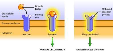 1. Growth factors Some proto-oncogenes produce proteins, called growth factors, which indirectly stimulate growth of the cell by activating receptors on the surface of the cell.
