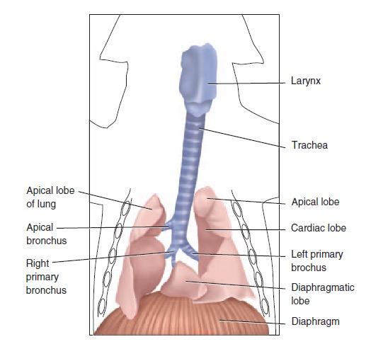 C. The Endocrine System 1. There are two main endocrine organs in the thoracic cavity, the thyroid gland and the thymus.