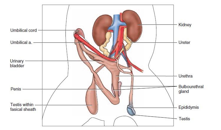 6. Have the instructor check the labeling of the digestive organs. 7. Carefully remove the organs of the digestive cavity and measure the entire length of the digestive tract. F.