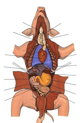 Male Testes / Female Ovaries 4 Label the diagrams below Internal Organs The