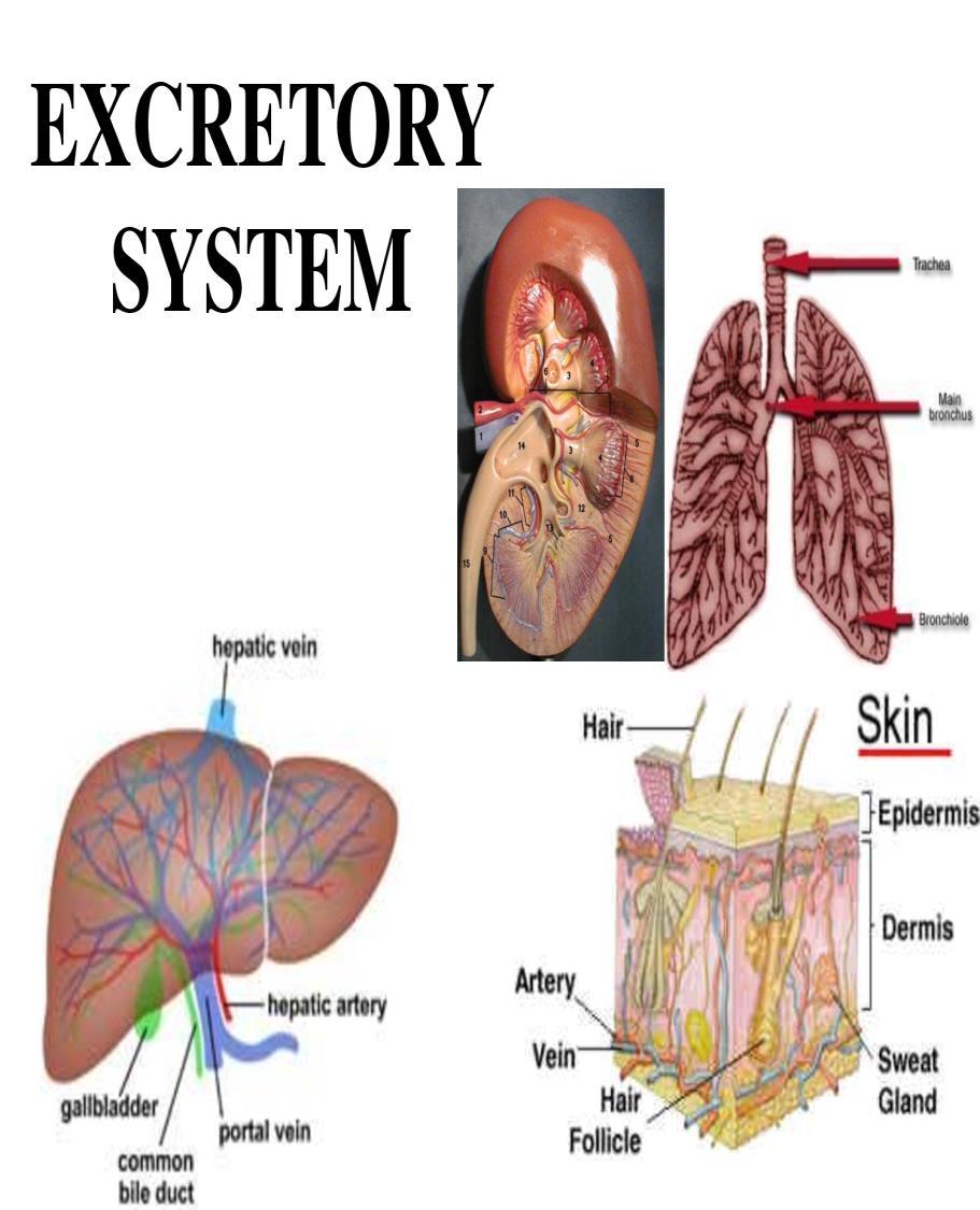 ...Must Come Out The excretory system rids the body of waste and keeps water and salt levels in balance.