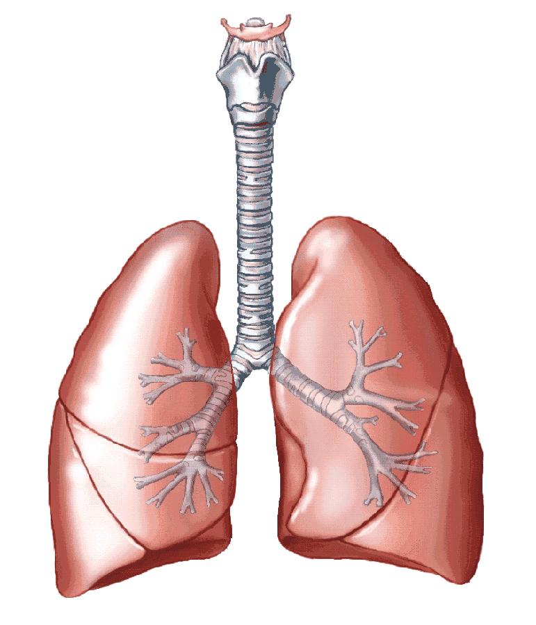 What are the parts of the EXCRETORY SYTSEM? 1-The lungs: The lungs are part of the excretory system.