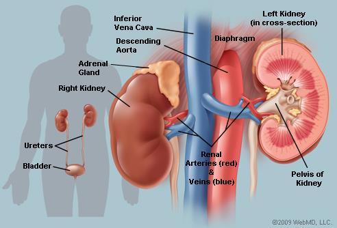 3- The Urinary system: The urinary system filters the blood and rids the body of