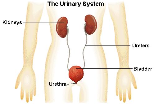 The kidneys are organs that remove (filter) waste from the blood and help to conserve water and keep the amount of salt in the blood balanced.