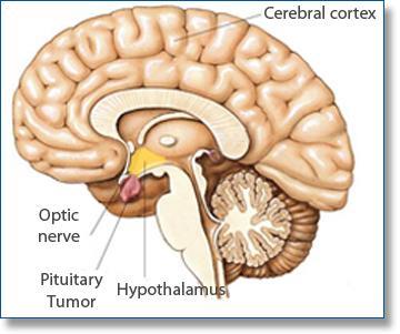 The pituitary gland, located underneath the brain, produces