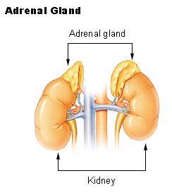 The adrenal gland, located above each kidney, produces a hormone called adrenalin