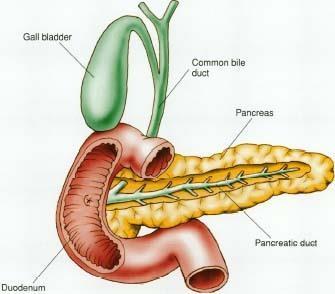 ) The pancreas produces a hormone that controls sugar in your blood.