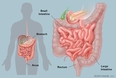 What Goes In... The small intestine is a long coiled tube that digests food and absorbs nutrients.