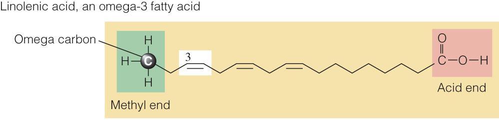 Location of the Double Bonds Omega Number Polyunsaturated acids are identified by the location of their double bond: