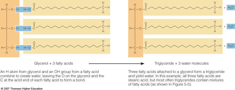 Triglyceride Formation Condensation Reactions