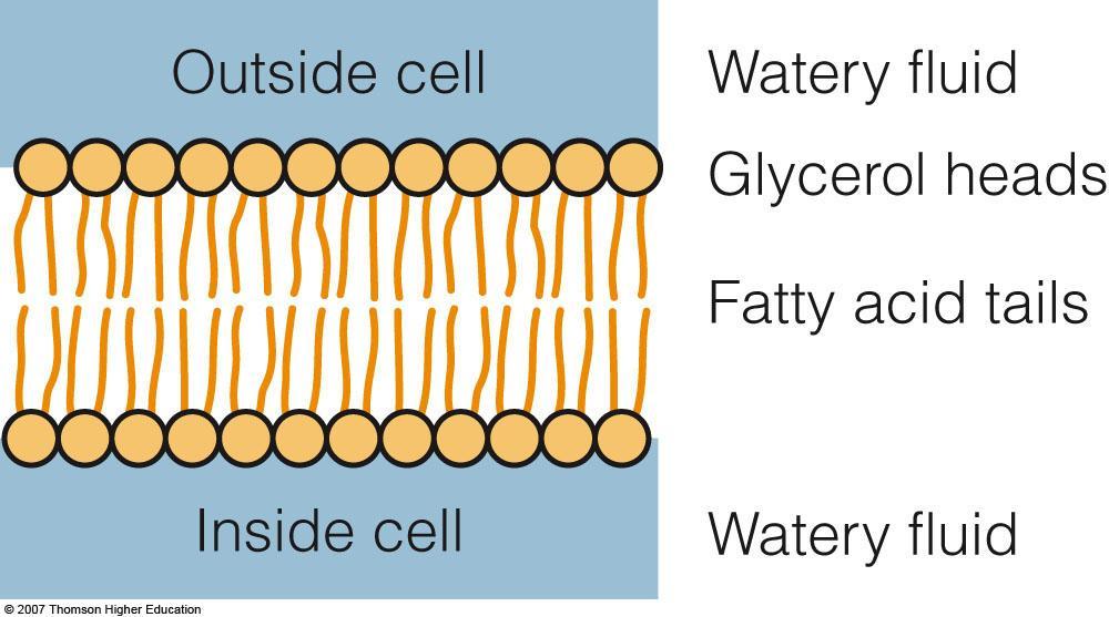 Phospholipids Phospholipids are soluble in both water and fat Cell membranes Help lipids move