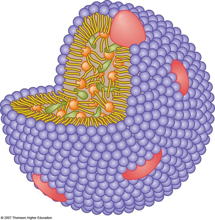 A Typical Lipoprotein Phospholipid Cholesterol Triglyceride Protein A typical lipoprotein contains an interior of triglycerides and cholesterol surrounded by phospholipids.