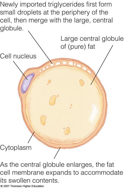 An Adipose Cell Triglycerides can
