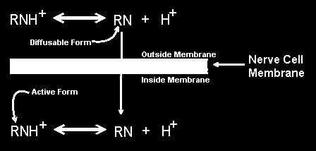 Inflammation Plays a Key Role in Pain Management (Current local anesthetics do not address this) BUPH + BUPN + H + BUPH + BUPN + H + Outside membrane Inside membrane Nerve Cell Membrane Surgical