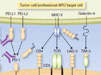 Immuno- Oncology: TESARO s Vision & Strategy TESARO s I-O portfolio: Three known checkpoint inhibitors PD-1, TIM-3 and LAG-3 Three bi-specific antibodies PD-1/TIM3 and PD-1/LAG-3 Additional