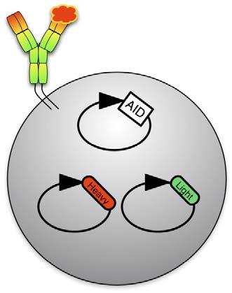 Immuno- Oncology: Generating Antibodies with In Vitro Somatic