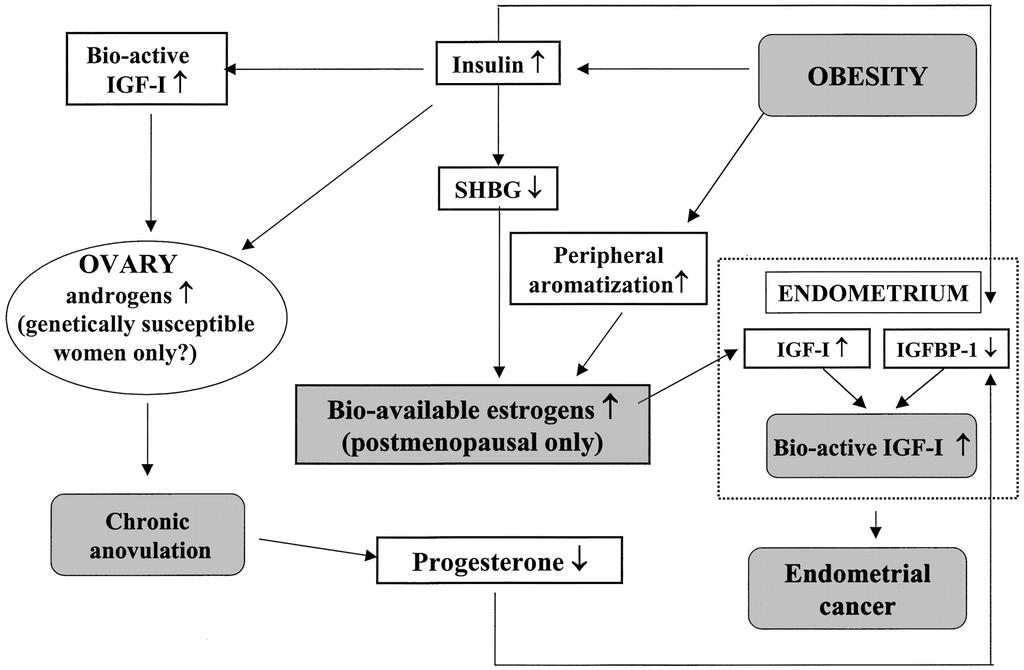 Endogenous hormones and endometrial cancer development. Kaaks R et al.
