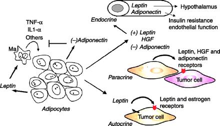 Adipokines as endocrine, paracrine, and autocrine factors in breast cancer