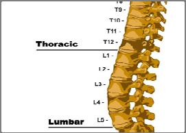 Exact Location Vertebral Interspaces with a - i.e.: C3-C4, C4-C5 for interspaces for discectomies.
