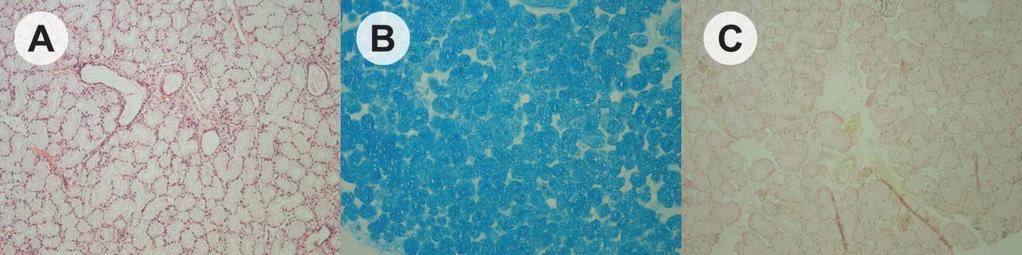(Slika 3). Sekretorne ćelije mucinoznih acinusa sadrže kisele (Alcian blue i Mucicarmin pozitivni) i neutralne sijalomucine (PAS pozitivni), u različitim koncentracijama.
