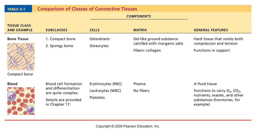 Connec<ve Tissue 4 Tissue: The Living Fabric: Part B Most and widely distributed <ssue type Four classes Connec<ve <ssue proper Car<lage Bone <ssue Blood Major Func<ons of Connec<ve Tissue Binding