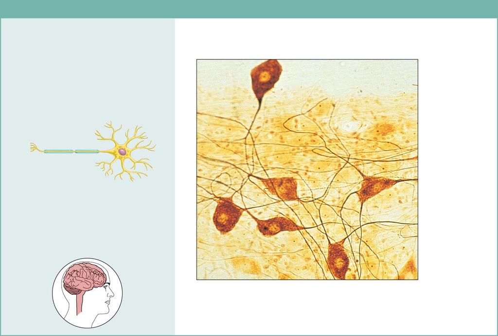 9/8/14 Nervous Tissue (more detail with the Nervous System, Chapter 11) Nervous tissue Description: Neurons are branching cells; cell processes that may be quite long extend from the