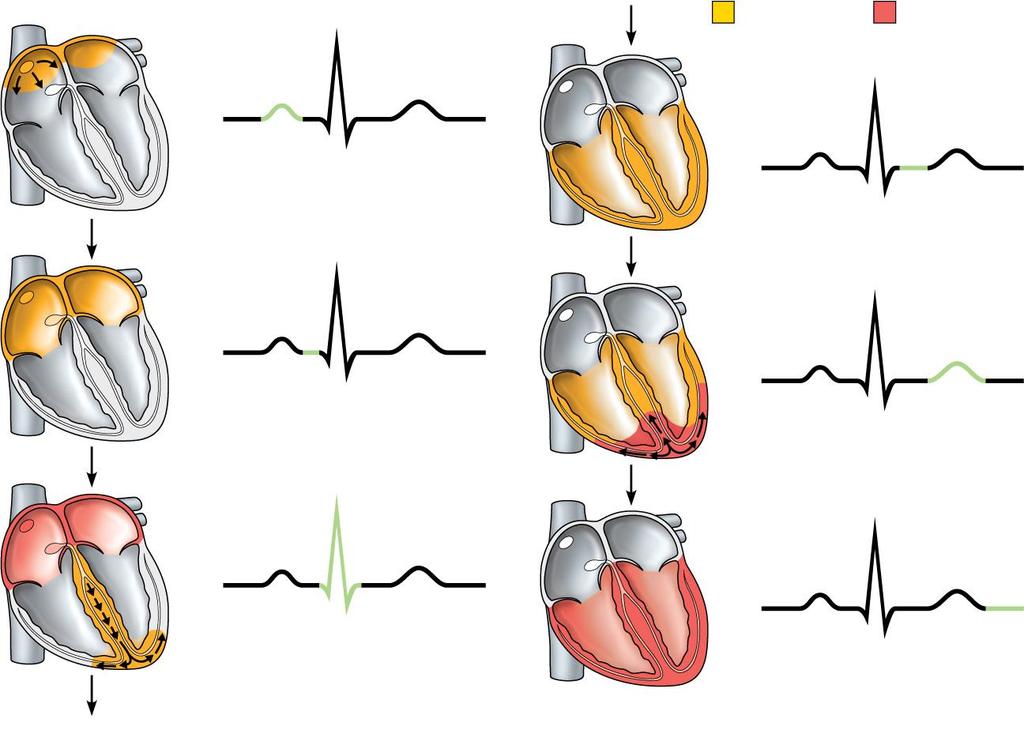 SA node R Depolarization Repolarization P T R AV node Q S 1 Atrial depolarization, initiated by the SA node, causes the P wave. R P T Q S 4 Ventricular depolarization is complete.