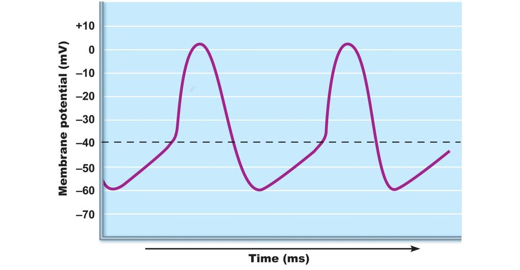 Action Potential in Myogenic Cells of the Heart Action potential Threshold 2 2 3 1 1 Pacemaker potential 1 Pacemaker potential 2 Depolarization The 3 Repolarization is due to This slow depolarization